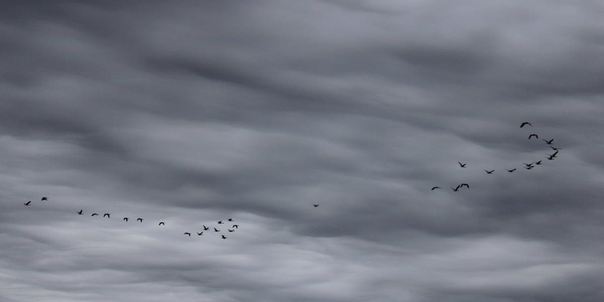 A flock of geese flying in formation against a dramatic stormy sky in Lancaster, Ohio.