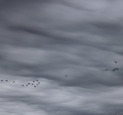 A flock of geese flying in formation against a dramatic stormy sky in Lancaster, Ohio.