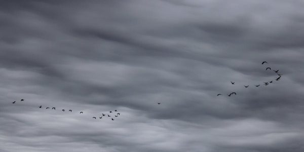 A flock of geese flying in formation against a dramatic stormy sky in Lancaster, Ohio.